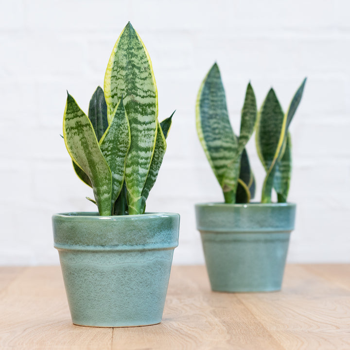 Mother In Law's Tongue - Shop Online!