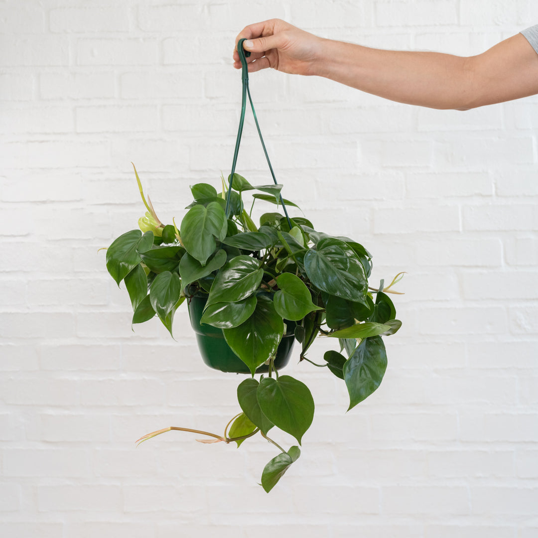 Heart Leaf Philodendron - Hanging Basket - Shop Online!