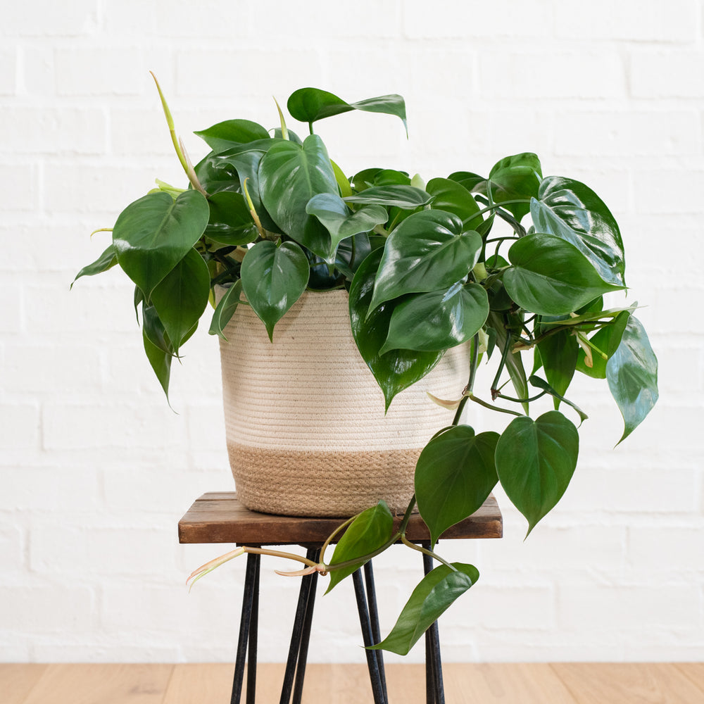 Heart Leaf Philodendron - Hanging Basket - Shop Online!