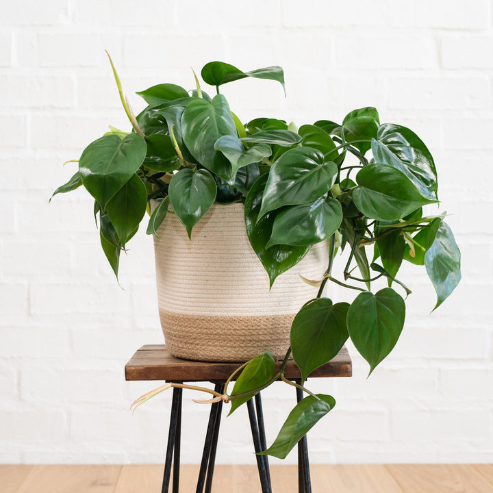 Heart Leaf Philodendron - Hanging Basket - Shop Online!