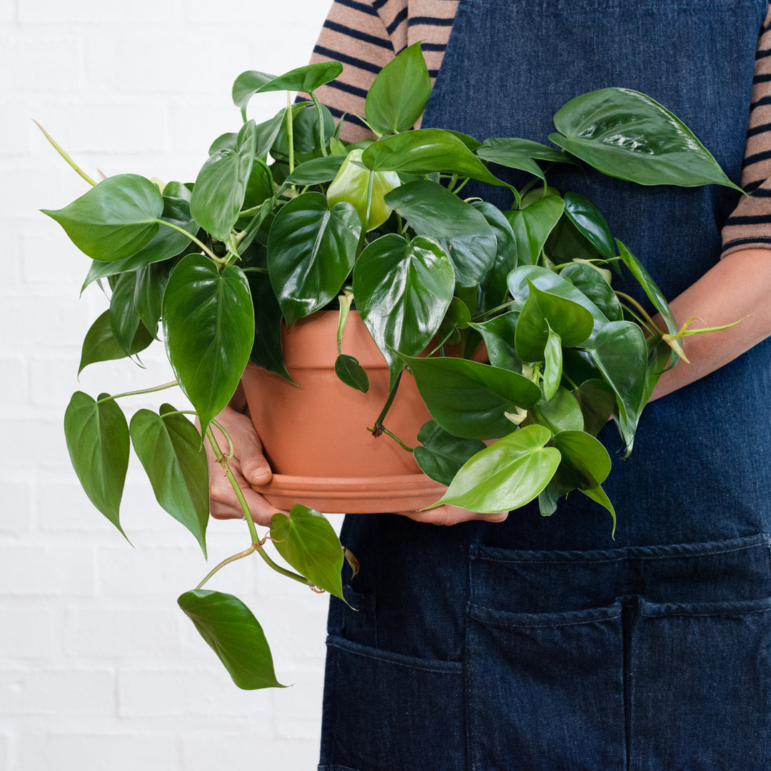 Heart Leaf Philodendron - Hanging Basket - Shop Online!