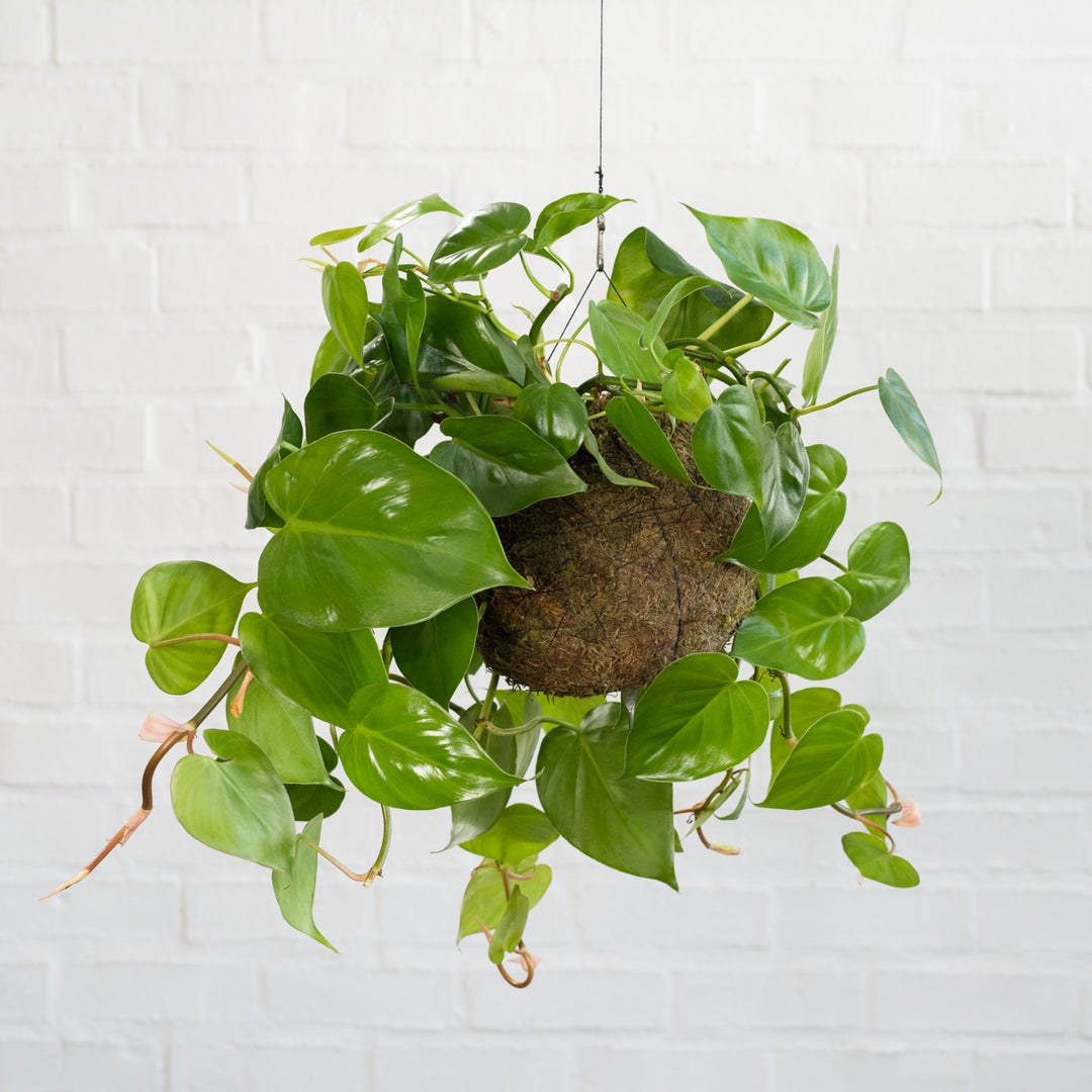 Heart Leaf Philodendron Mossball - Shop Online!