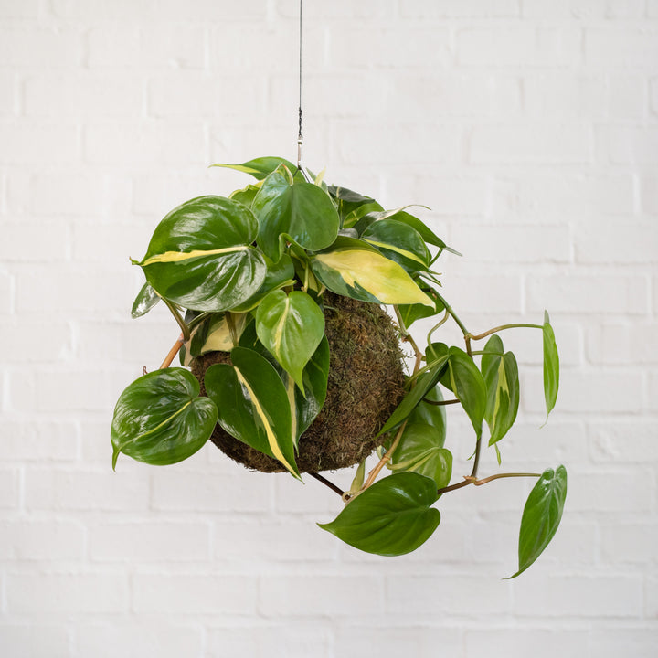 Philodendron Brasil Mossball - Shop Online!