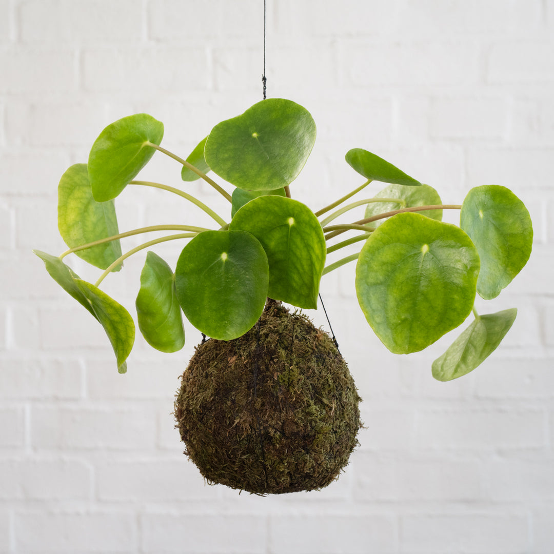 Chinese Money Plant Mossball - Shop Online!