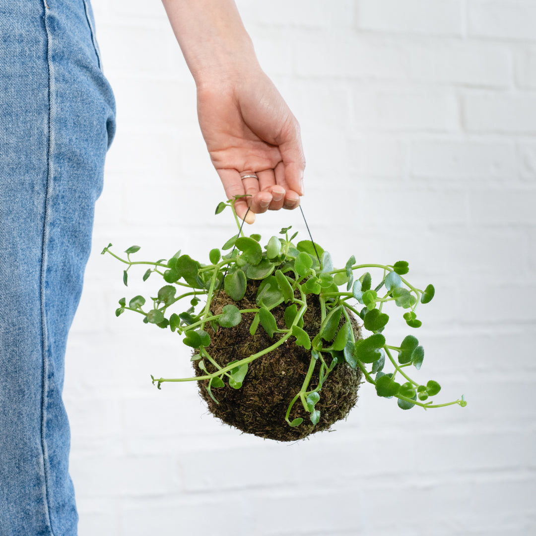 Dainty Crassula Mossball - Shop Online!