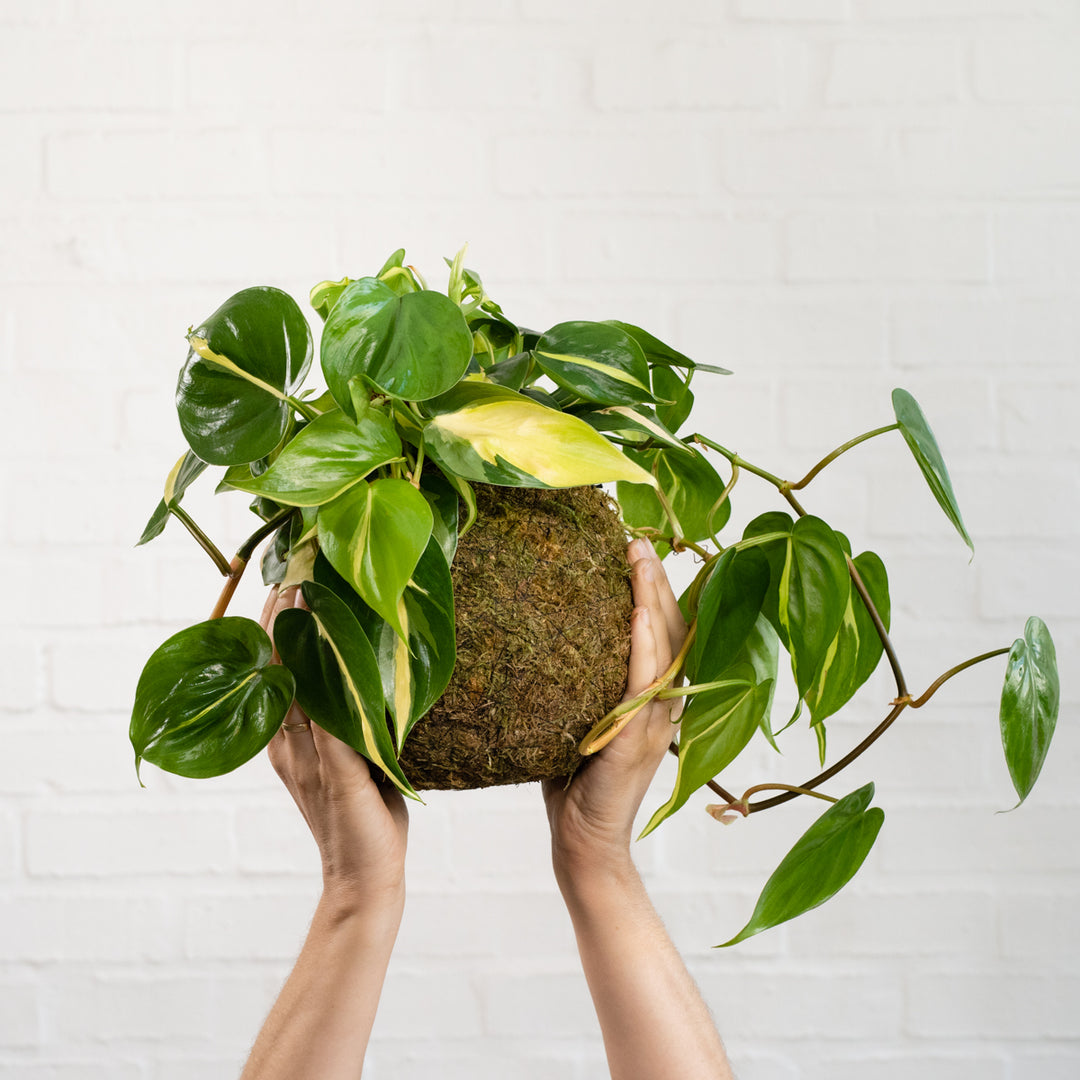 Philodendron Brasil Mossball - Shop Online!