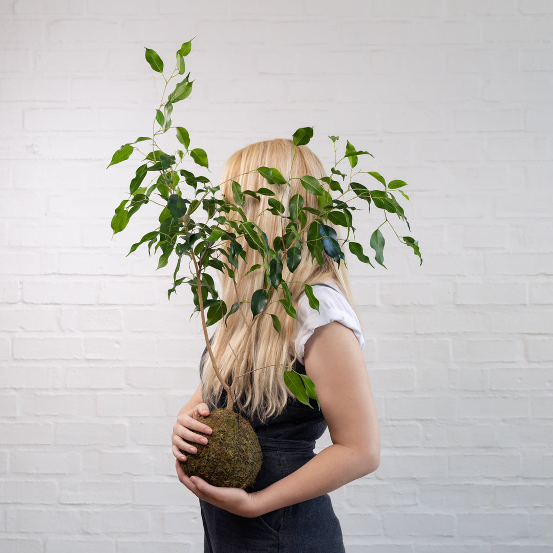 Weeping Fig Mossball - Shop Online!