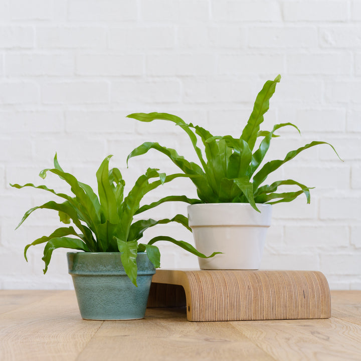 Birds Nest Fern - Antiquum - Shop Online!