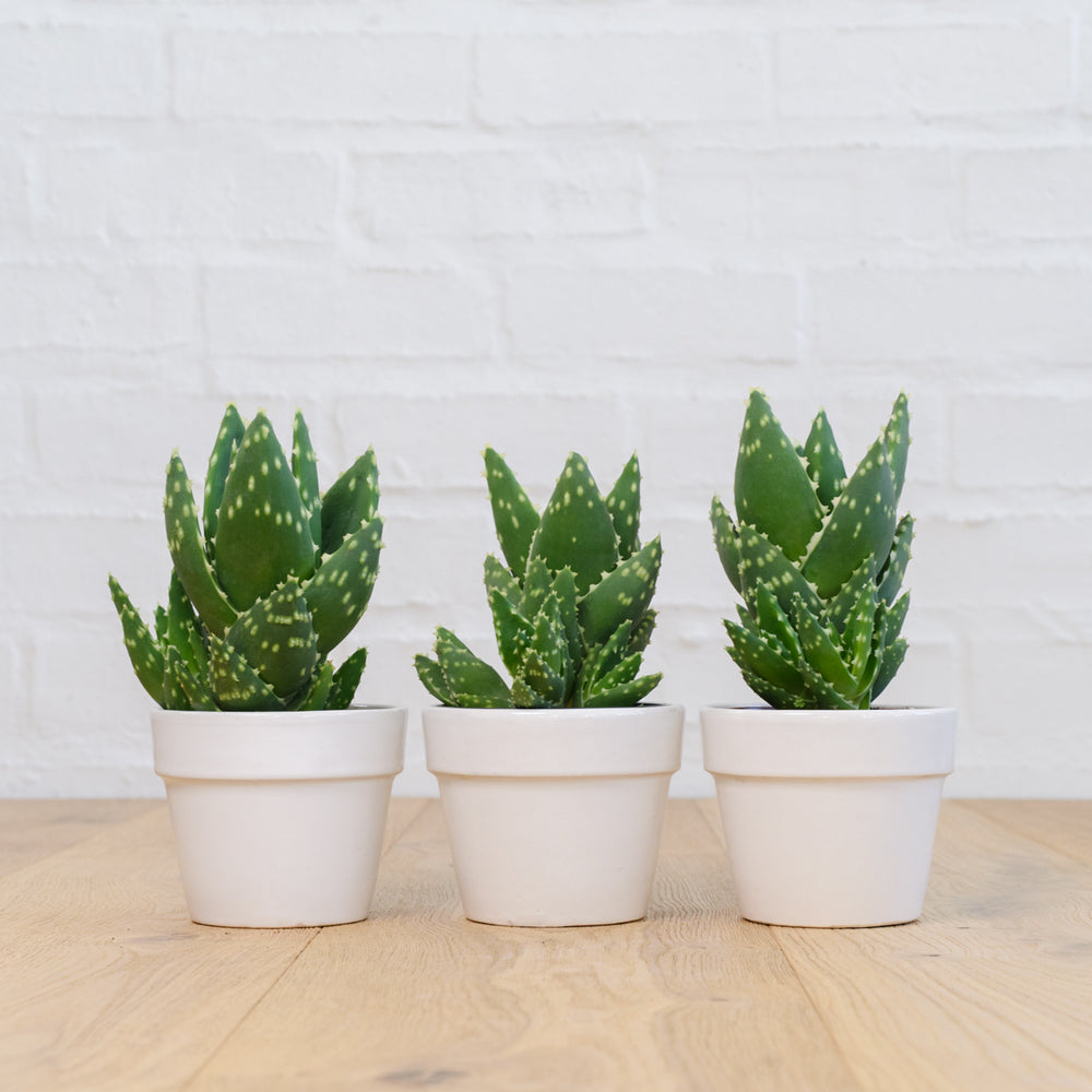 Jewelled Aloe - Shop Online!