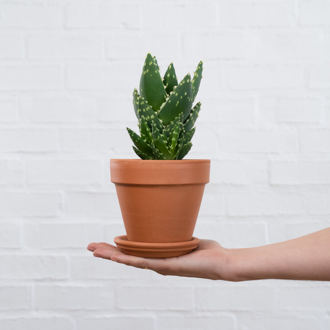 Jewelled Aloe - Shop Online!