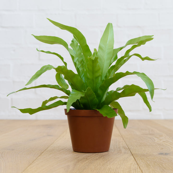 Birds Nest Fern - Antiquum - Shop Online!