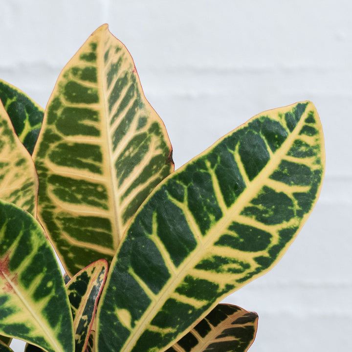 Croton - Shop Online!