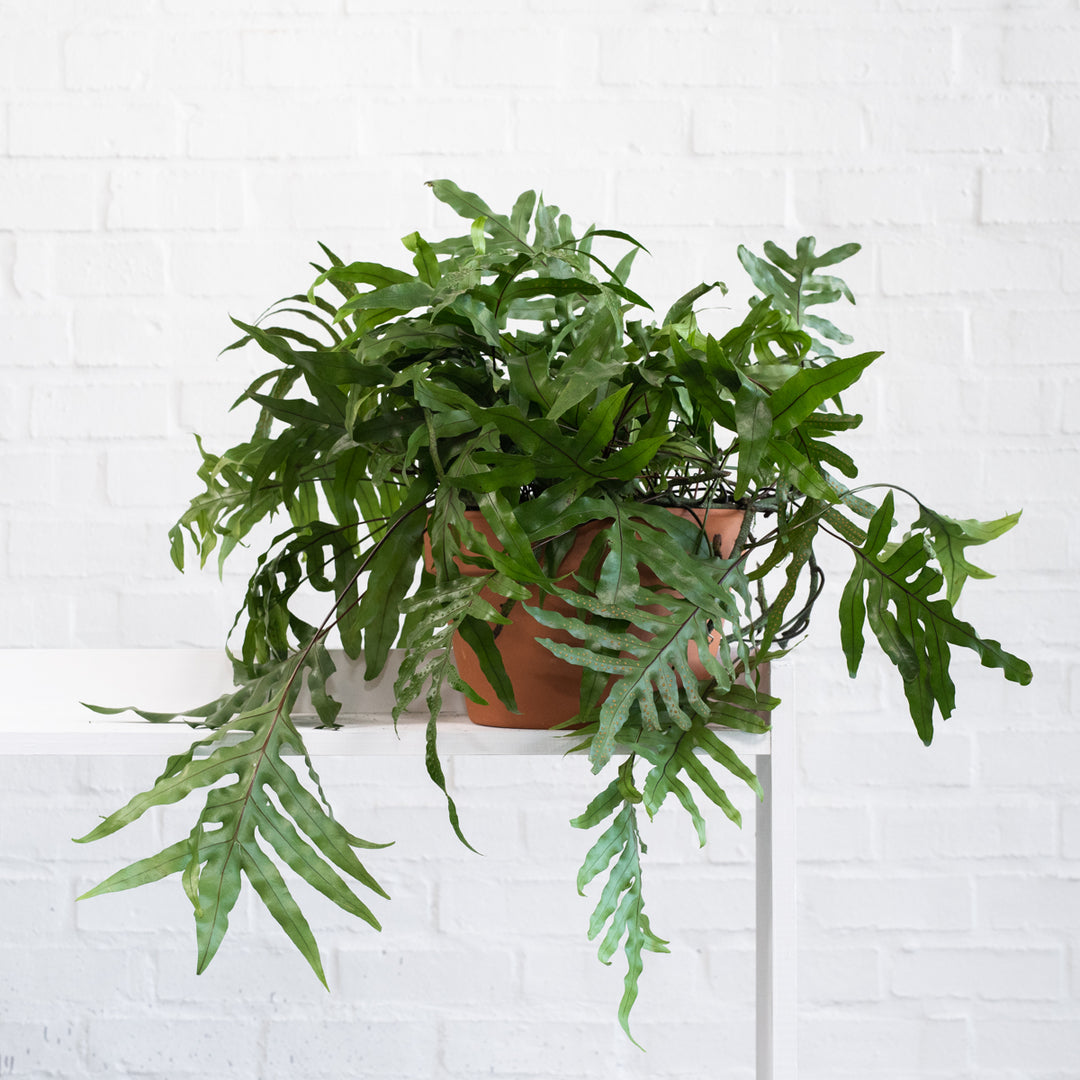 Kangaroo Fern - Large - Shop Online!