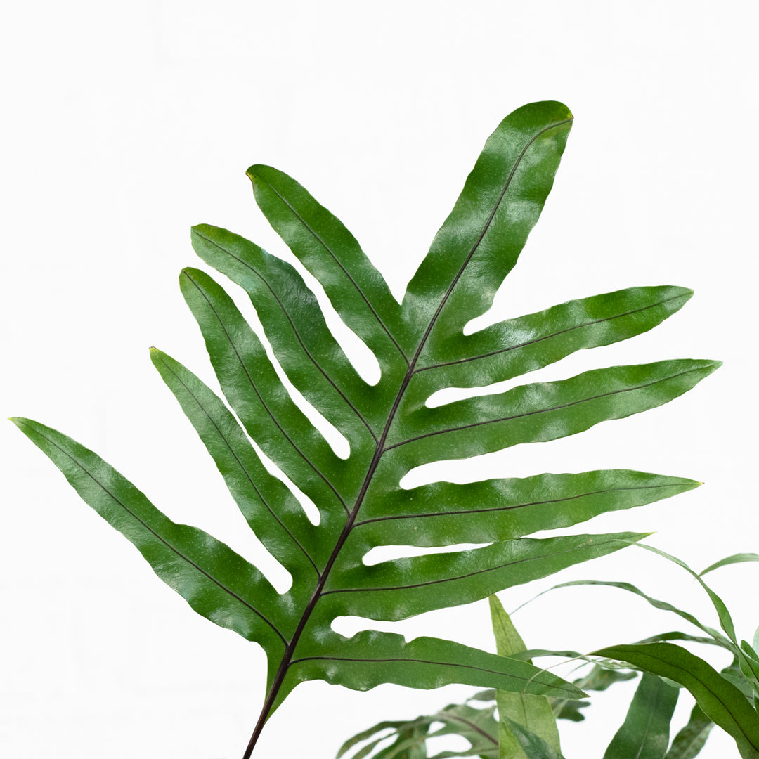 Kangaroo Fern - Large - Shop Online!