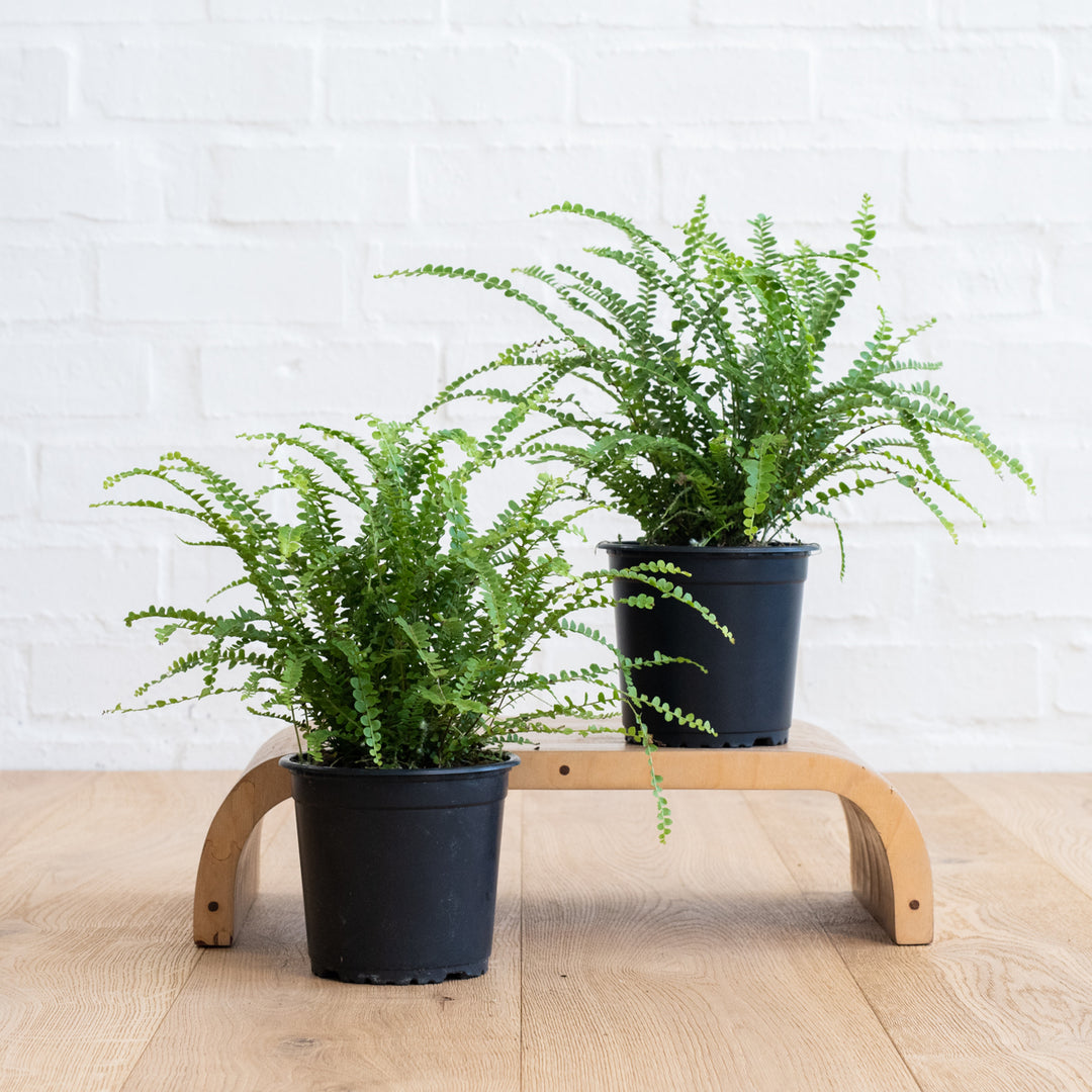 Lemon Button Fern - Shop Online!