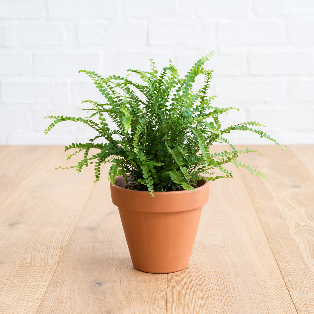Lemon Button Fern - Shop Online!