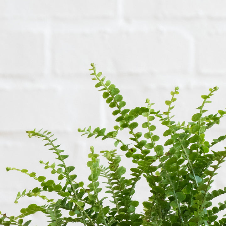Lemon Button Fern - Shop Online!