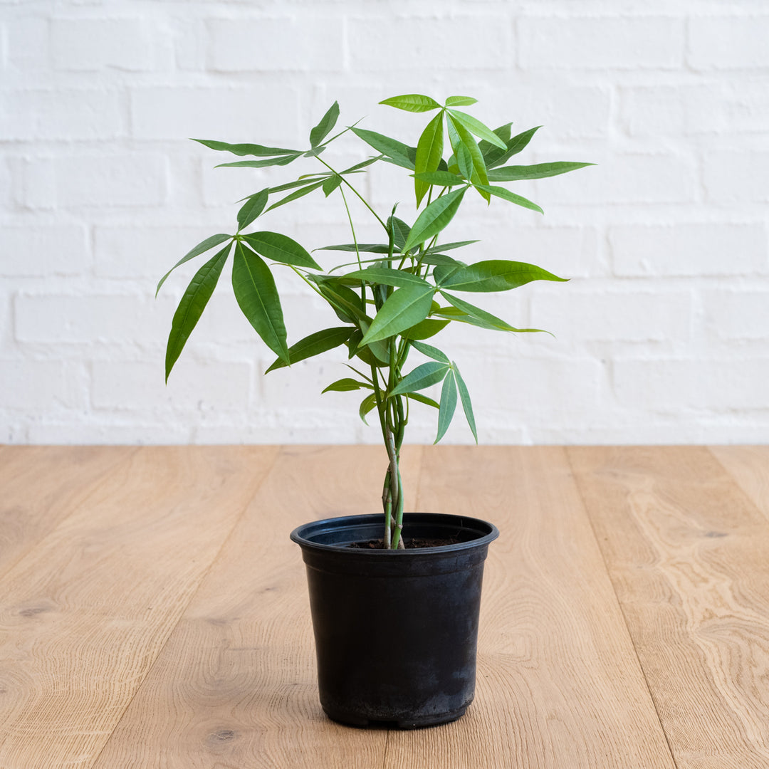 Chinese Money Tree - Shop Online!