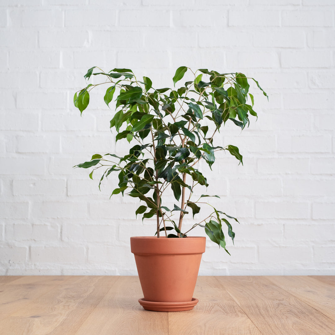 Weeping Fig - Shop Online!