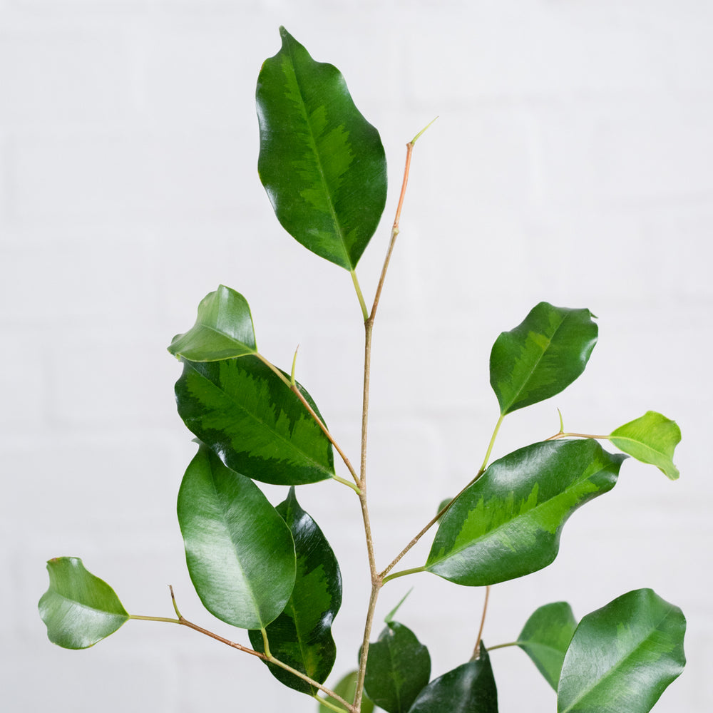 Weeping Fig - Shop Online!