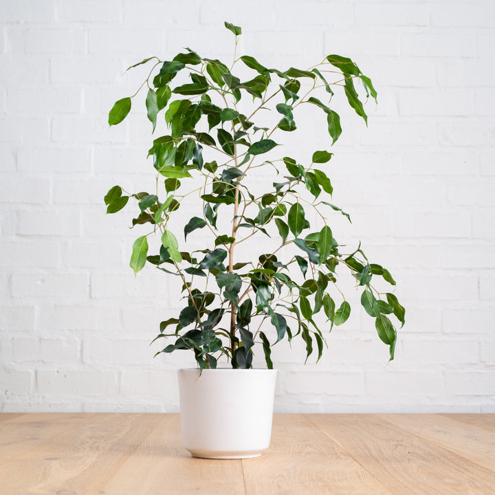 Weeping Fig - Shop Online!