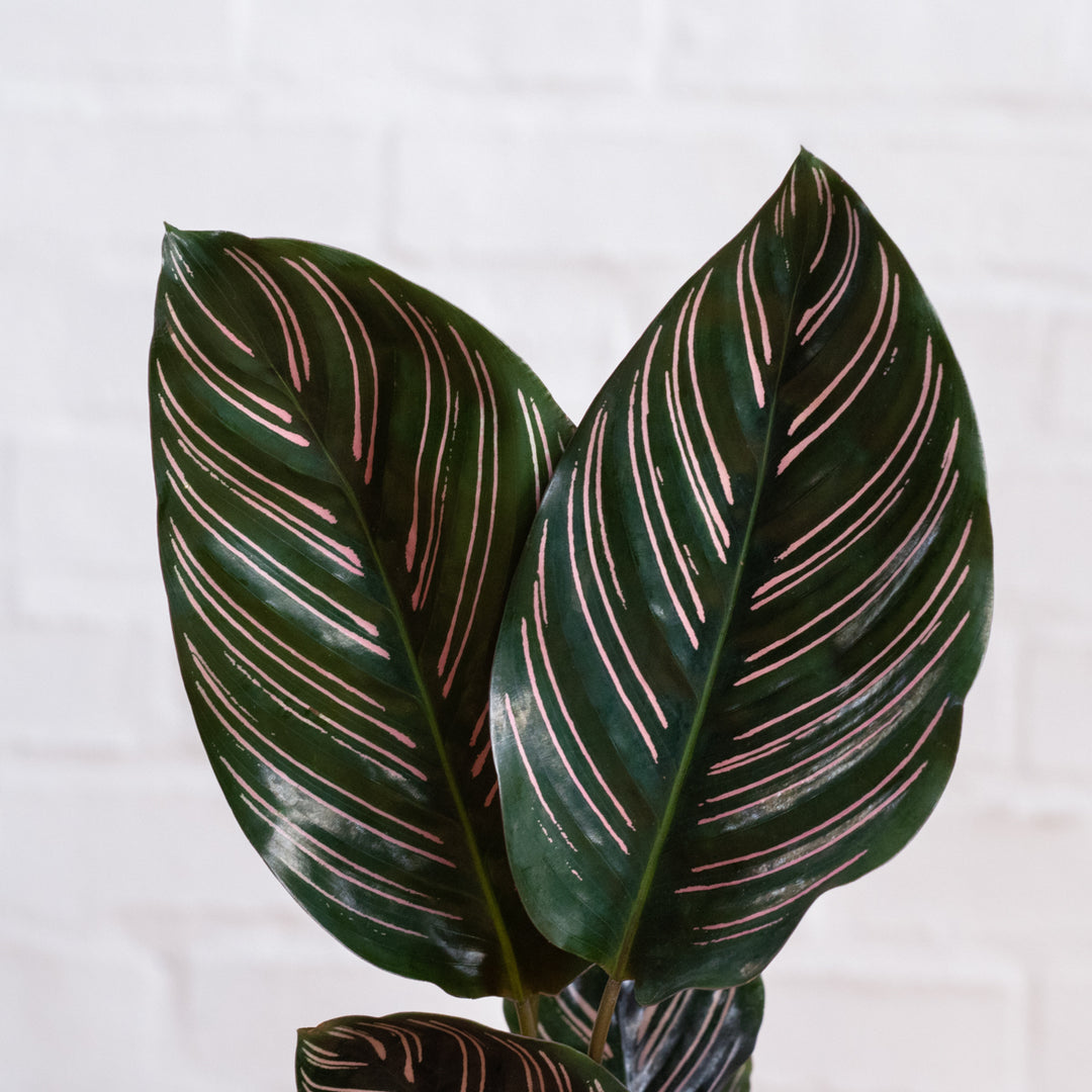 Calathea Sanderiana - Shop Online!