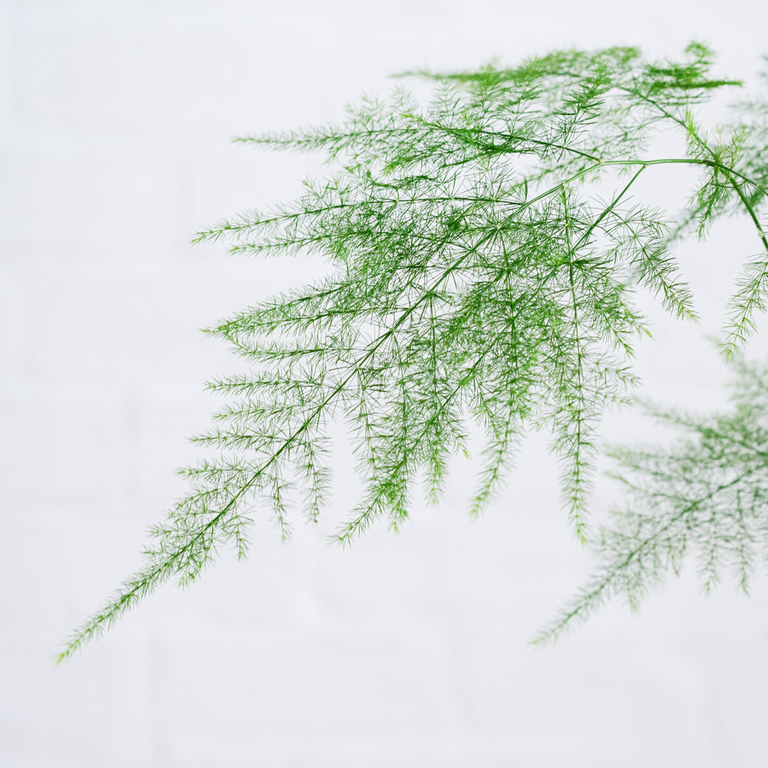 Lace Fern - Shop Online!