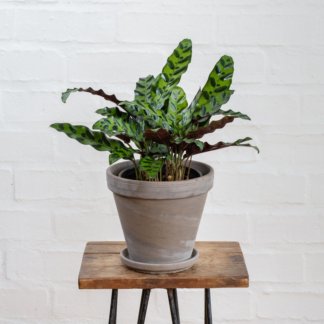Rattlesnake Plant - Shop Online!