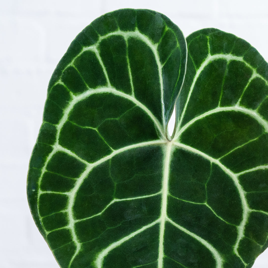 Anthurium Clarinervium - Shop Online!