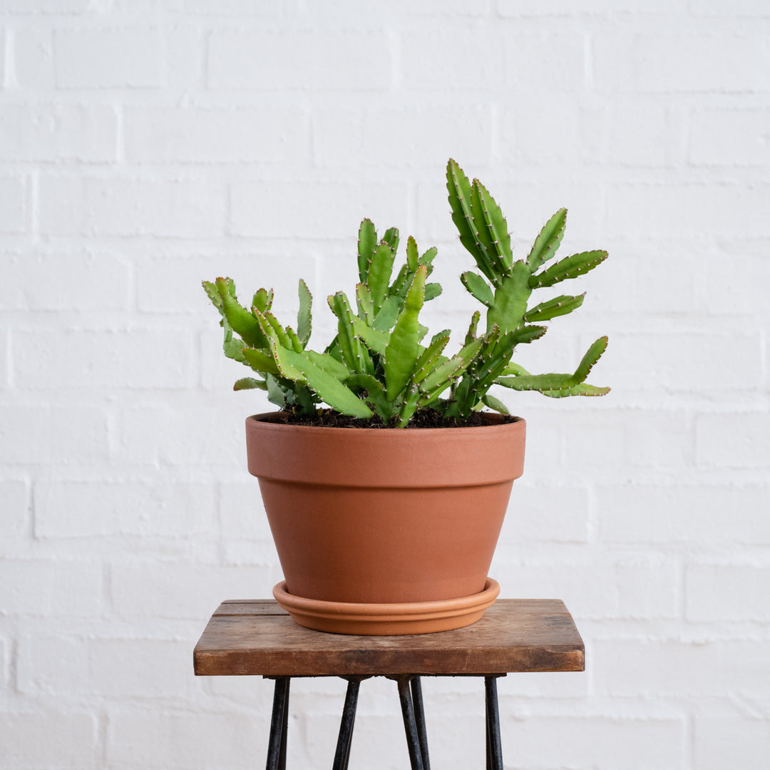 Pfeiffera Cactus - Shop Online!