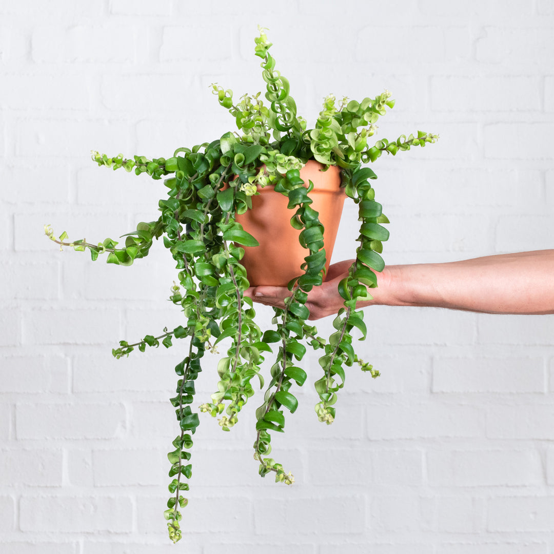 Lipstick Vine - Scooby Doo - Shop Online!