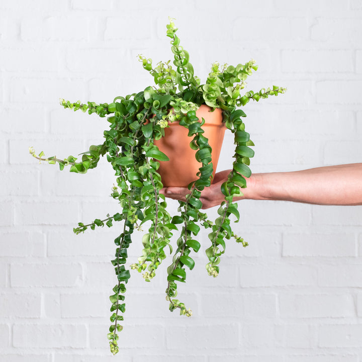 Lipstick Vine - Scooby Doo - Shop Online!