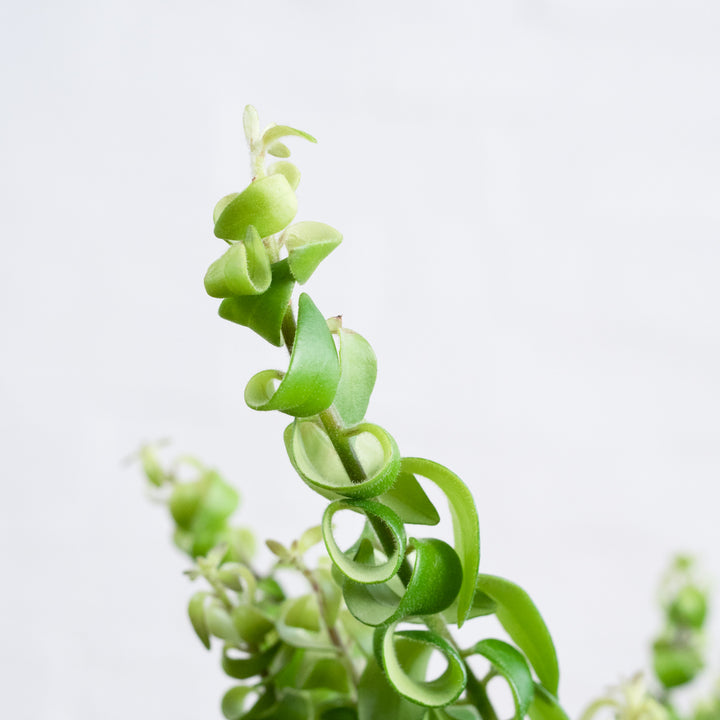 Lipstick Vine - Scooby Doo - Shop Online!