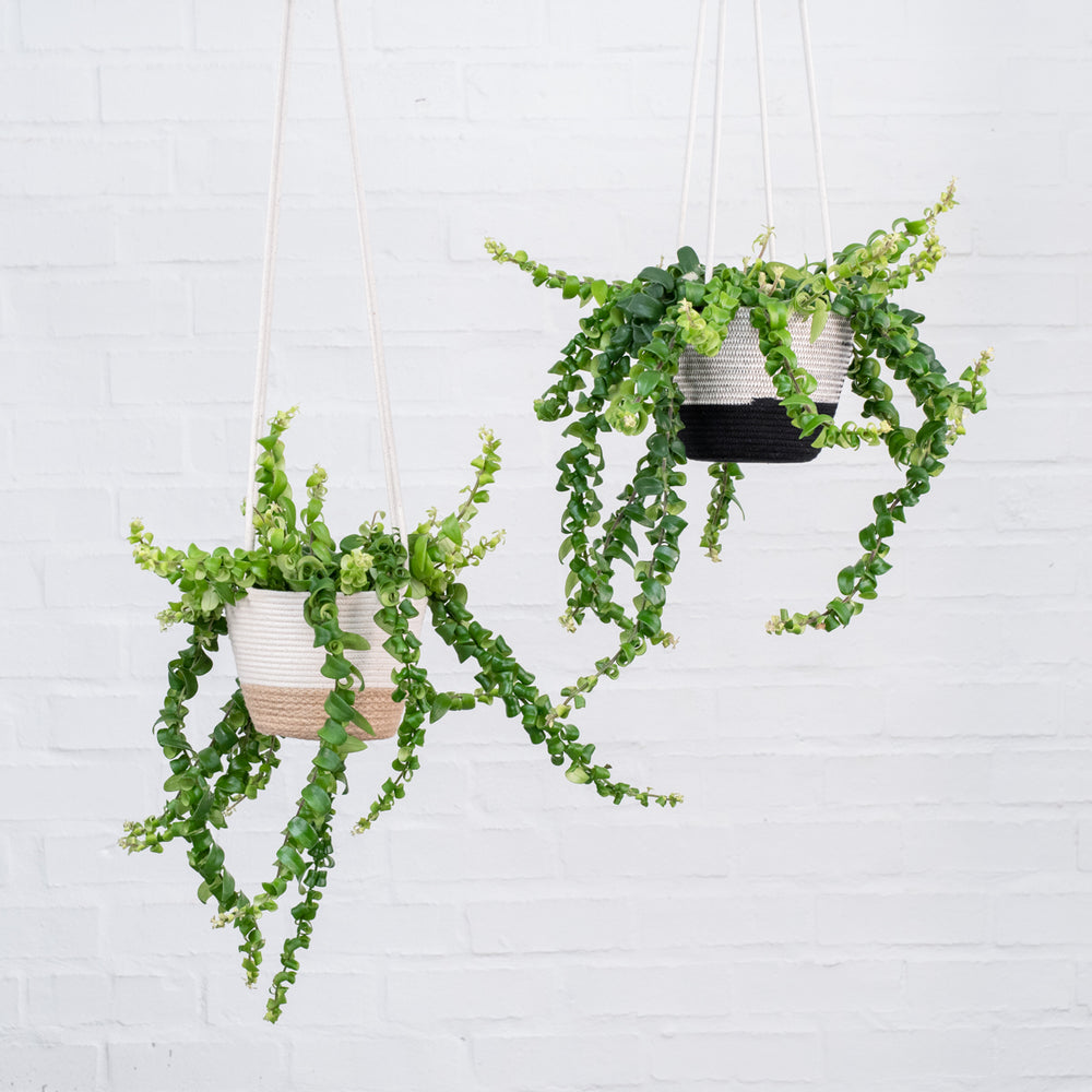 Lipstick Vine - Scooby Doo - Shop Online!