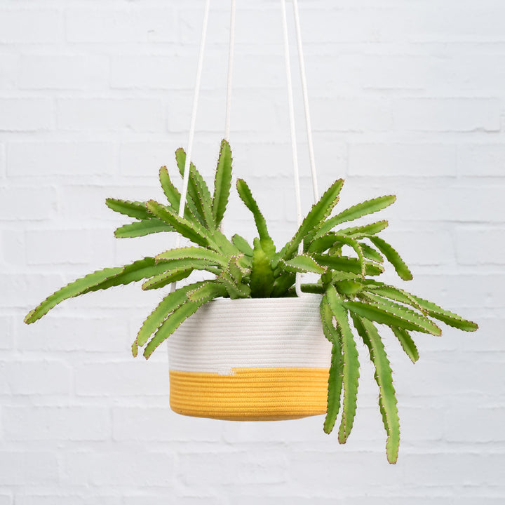 Pfeiffera Cactus - Shop Online!
