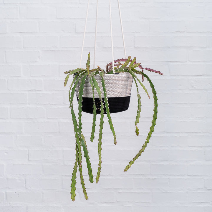 Mia Melange - Large Hanging Planter - Shop Online!