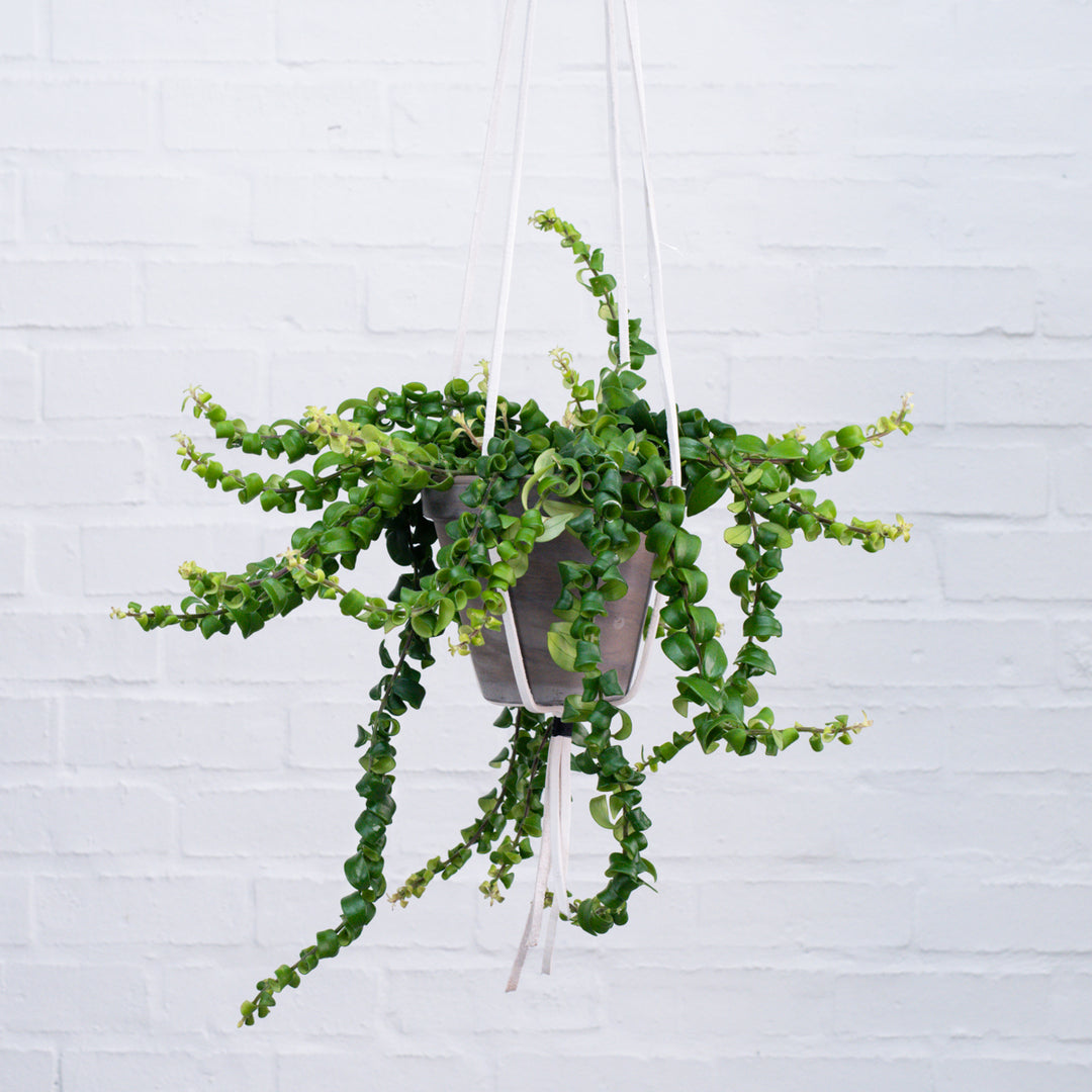 Lipstick Vine - Scooby Doo - Shop Online!