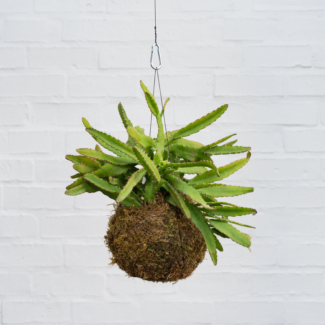 Pfeiffera Cactus Mossball - Shop Online!