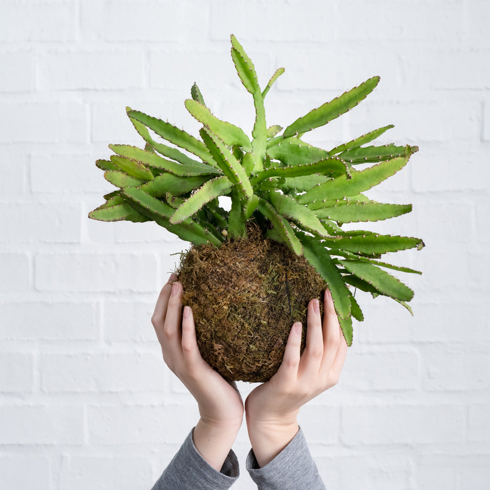 Pfeiffera Cactus Mossball - Shop Online!