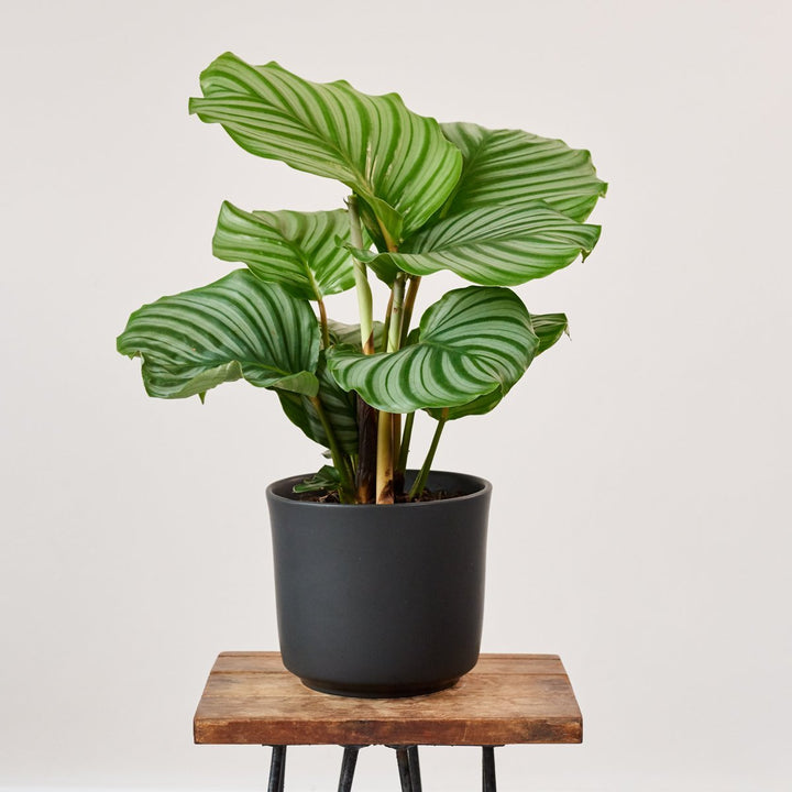 Calathea Orbifolia - LARGE - Shop Online!