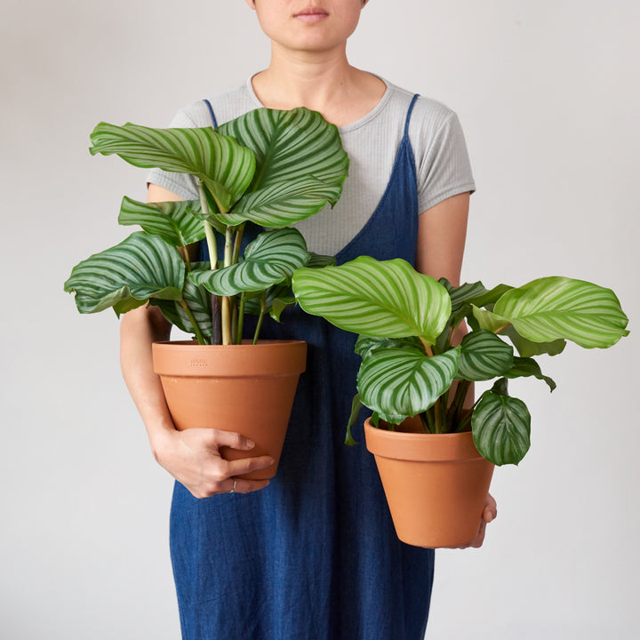 Calathea Orbifolia - Shop Online!