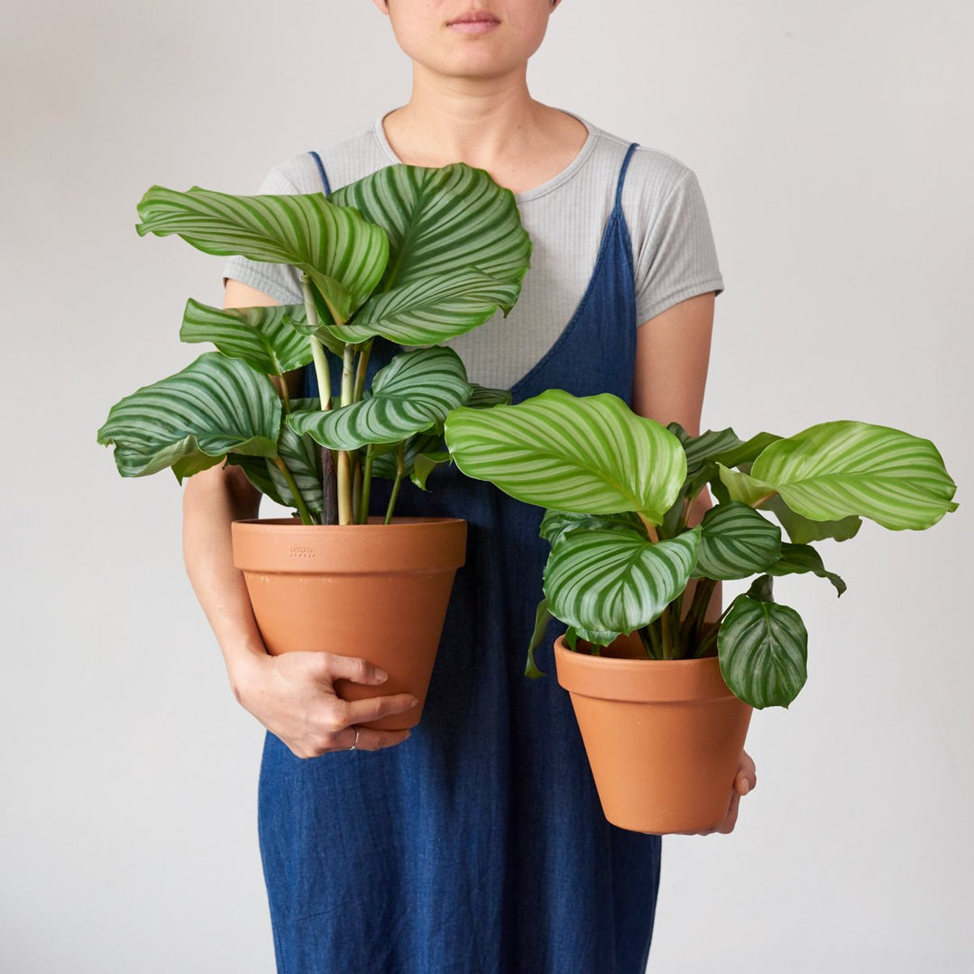 Calathea Orbifolia - LARGE - Shop Online!
