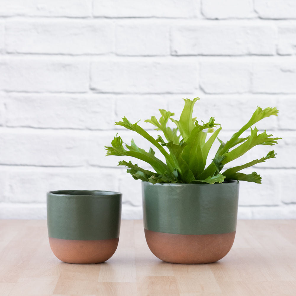 Pluto Planter - Forest Green - Shop Online!