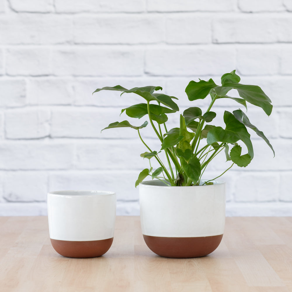 Pluto Planter - White - Shop Online!