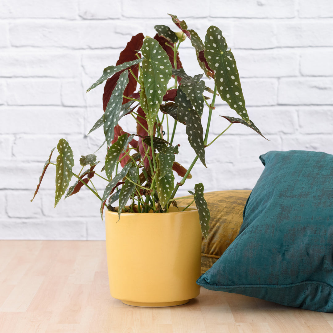 Polka Dot Begonia - LARGE - Shop Online!