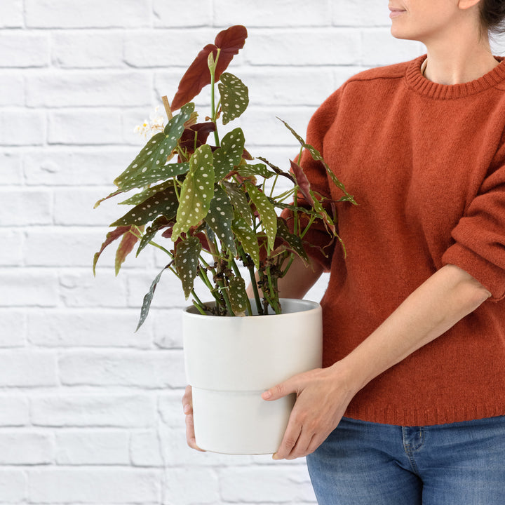 Polka Dot Begonia - LARGE - Shop Online!