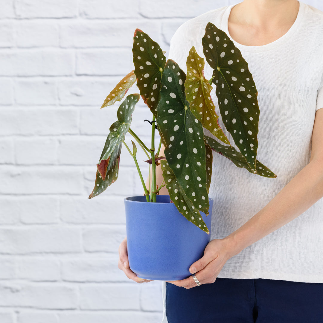 Polka Dot Begonia - Shop Online!