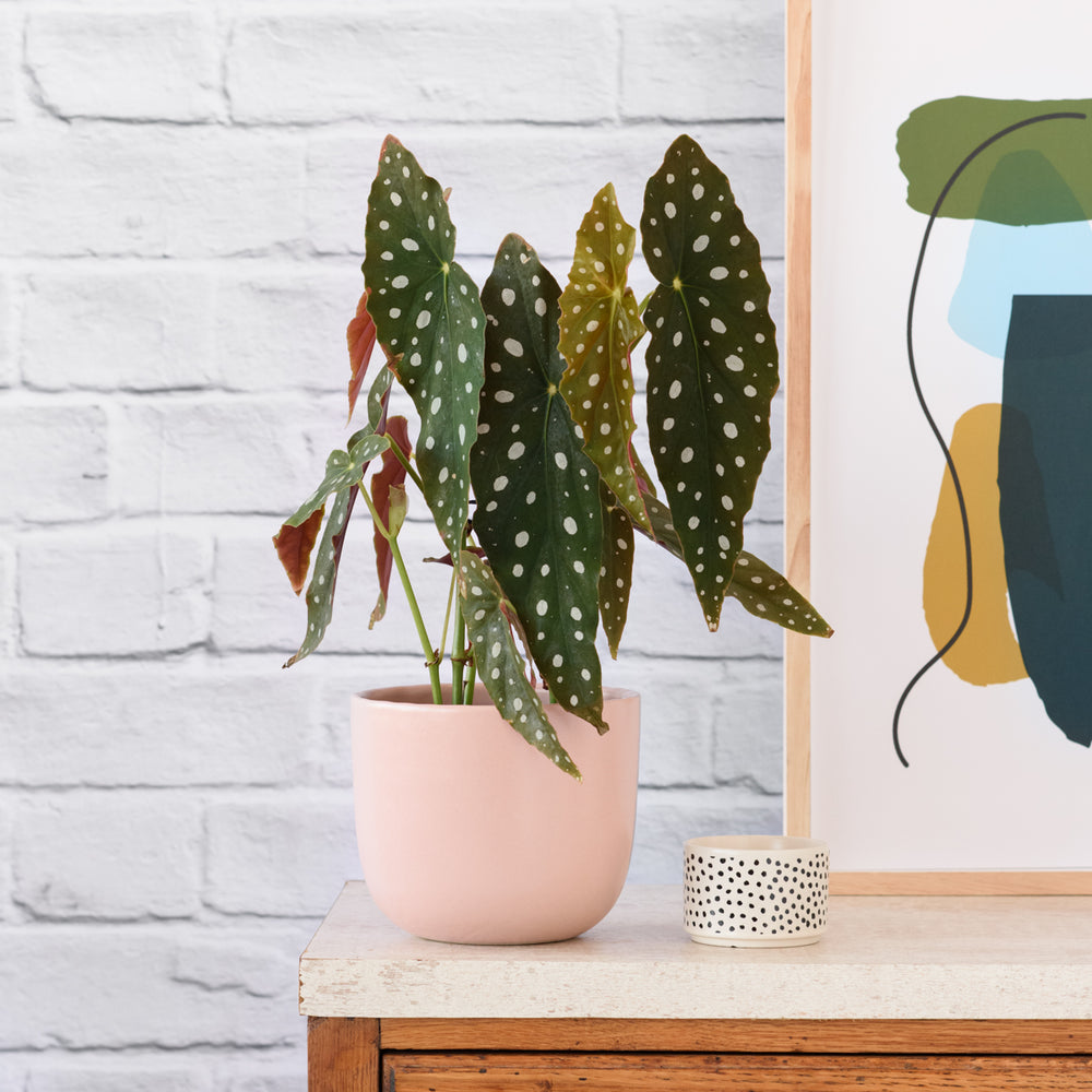 Polka Dot Begonia - Shop Online!