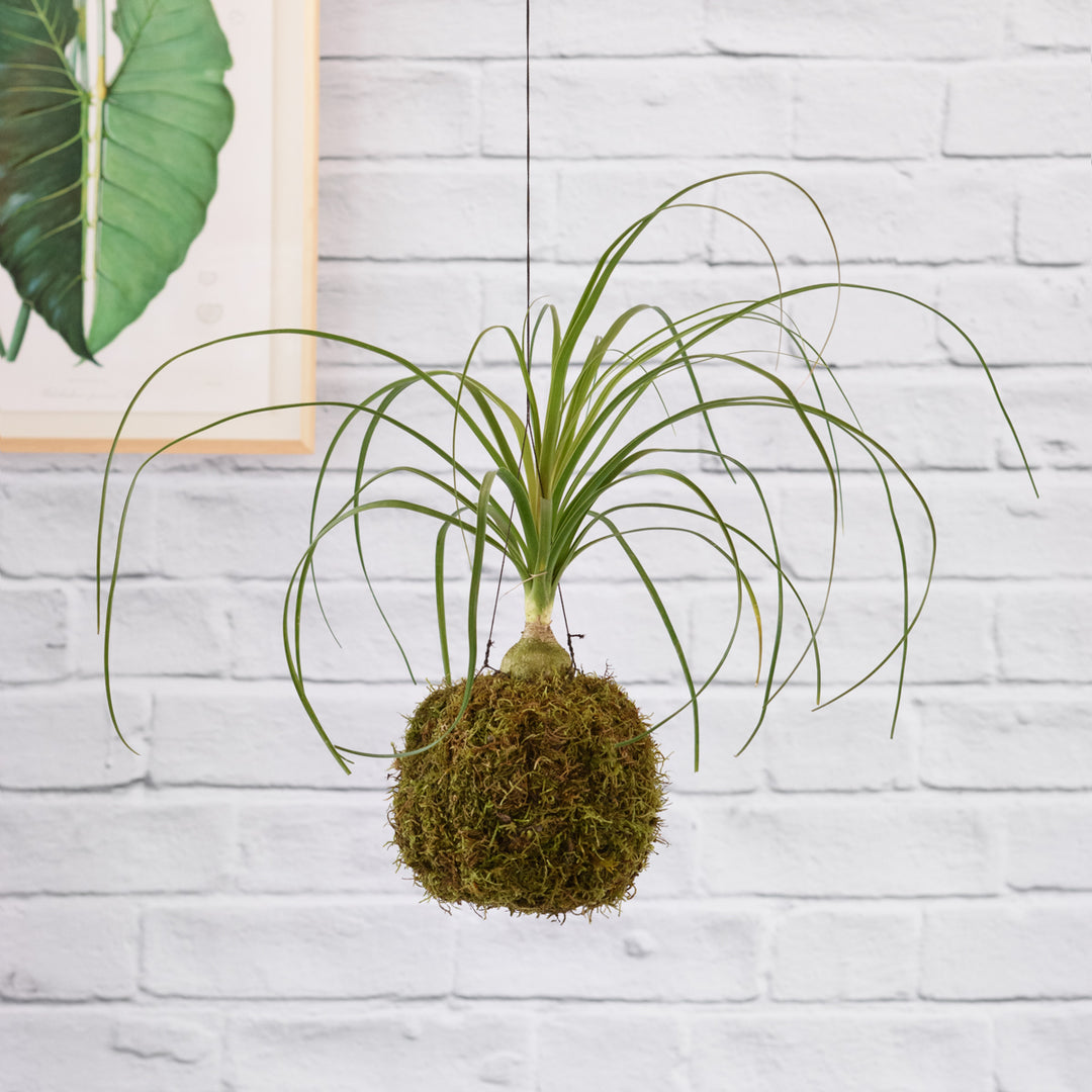 Ponytail Palm Mossball - Shop Online!