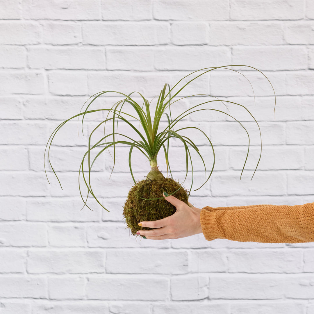 Ponytail Palm Mossball - Shop Online!